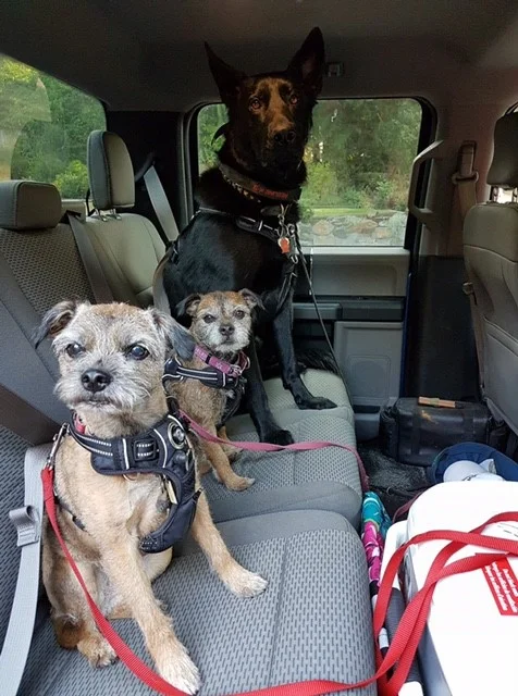 3 dogs in car.jpg
