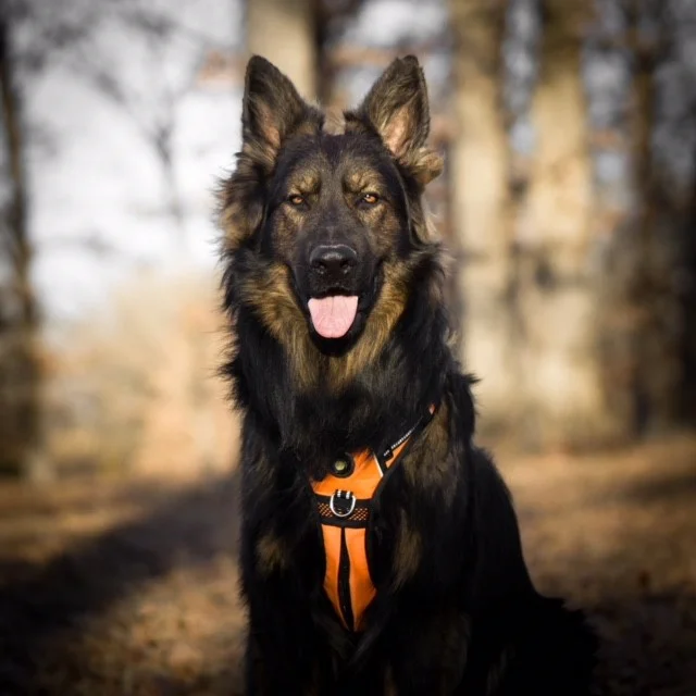 koba orange.jpg