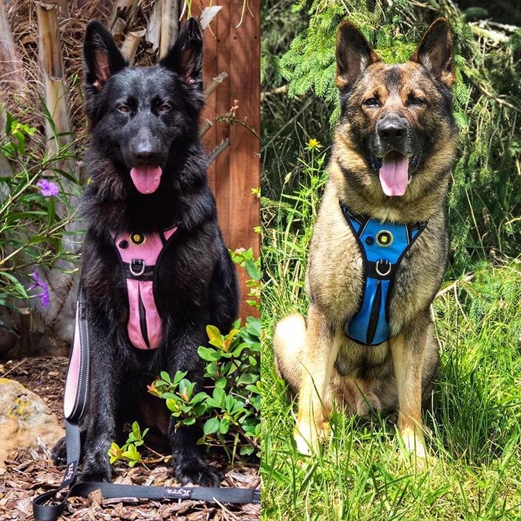 headlight harness dog