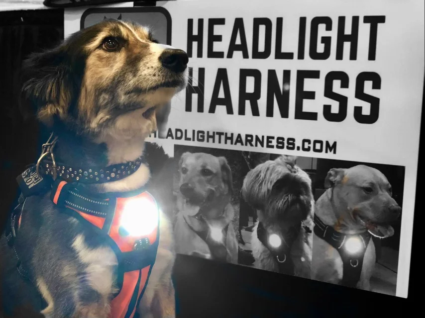 headlight harness dog