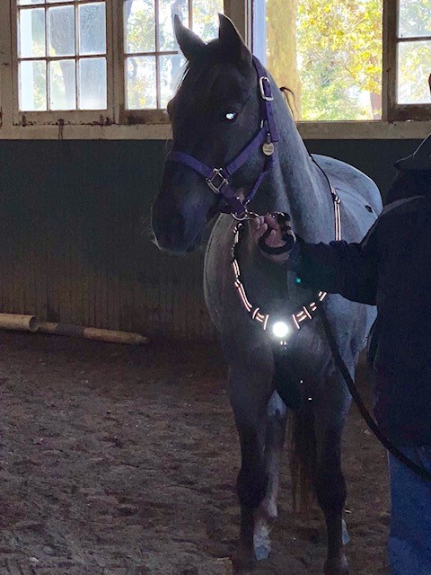LED chest harness Horse harness with LED light Spot light Horse harness Adjustable comfortable accessory for dark environment Outdoor & Equestrian BovoYa LED harness