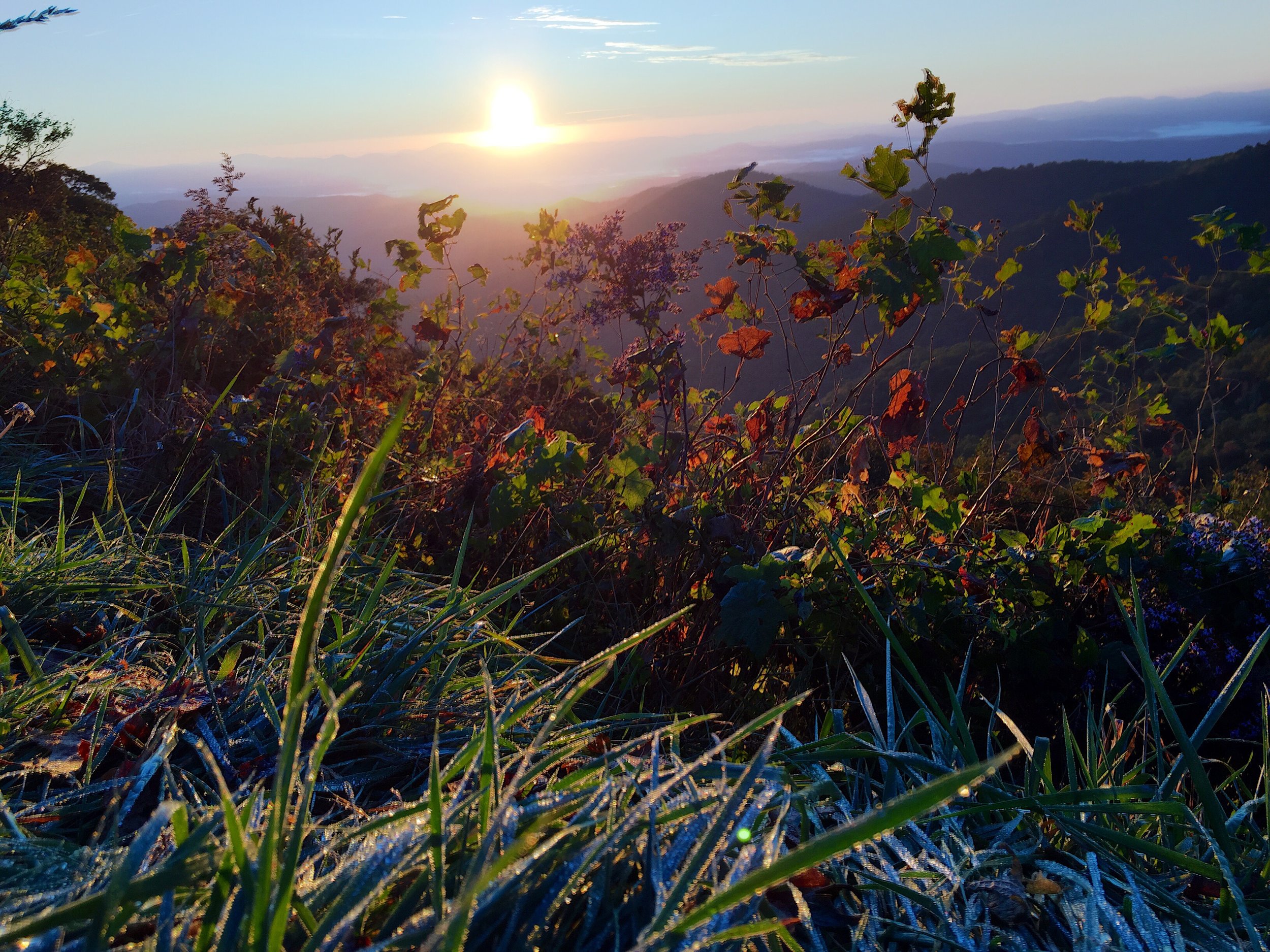  The sun rises over the wild flowers in the Blueridge Mountains 