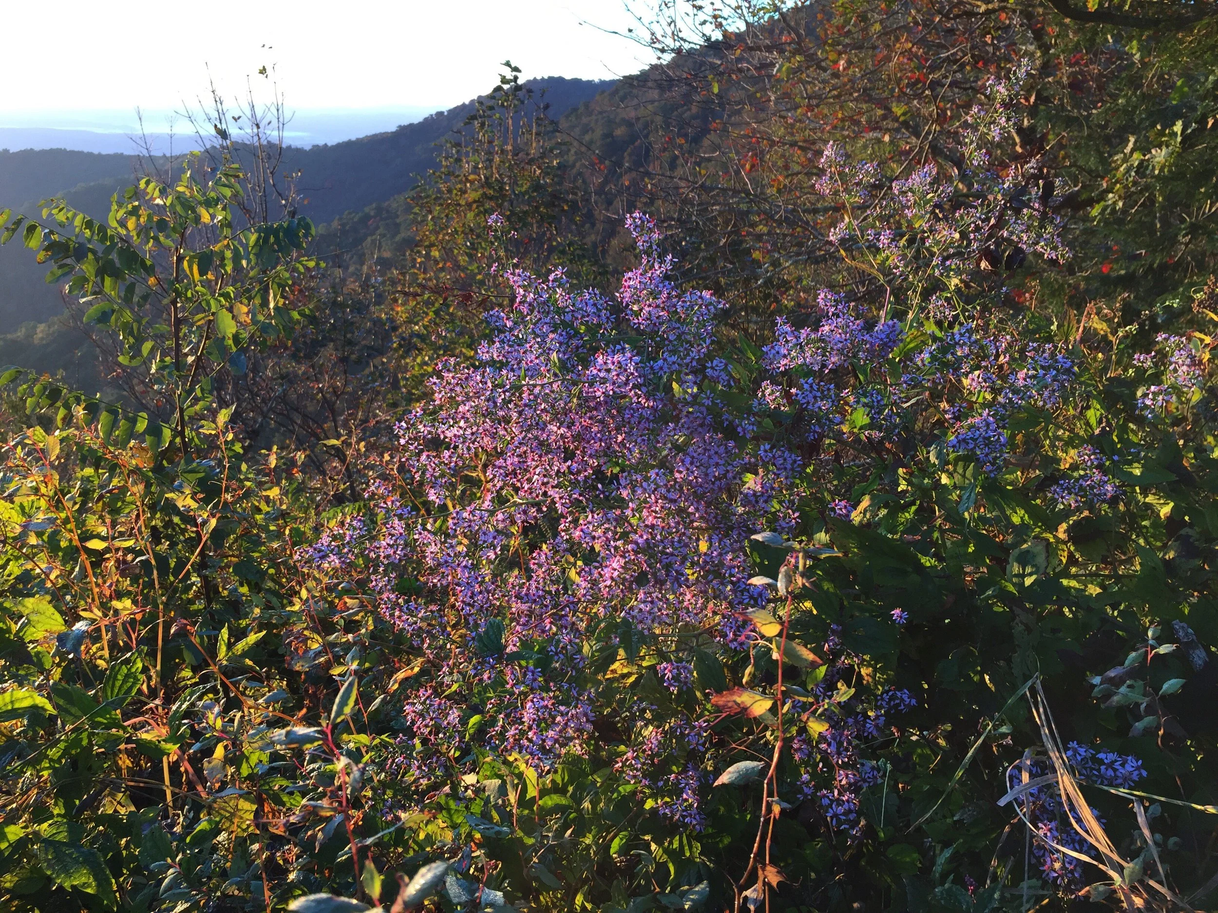 Beautiful wild flowers in the Blueridge Mountains.