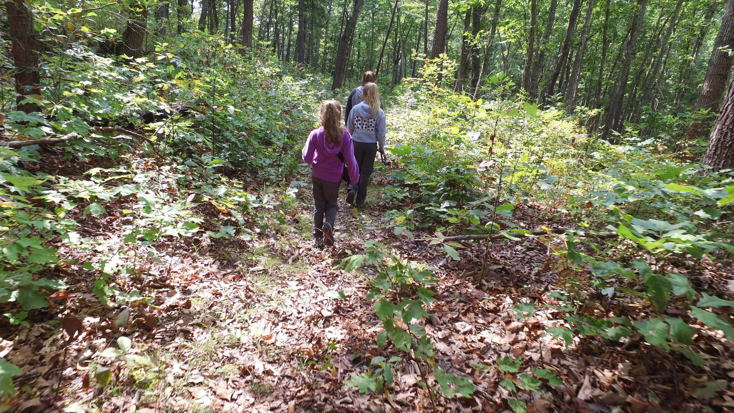 A hike on the Cove Trail at Lake Moomaw, VA