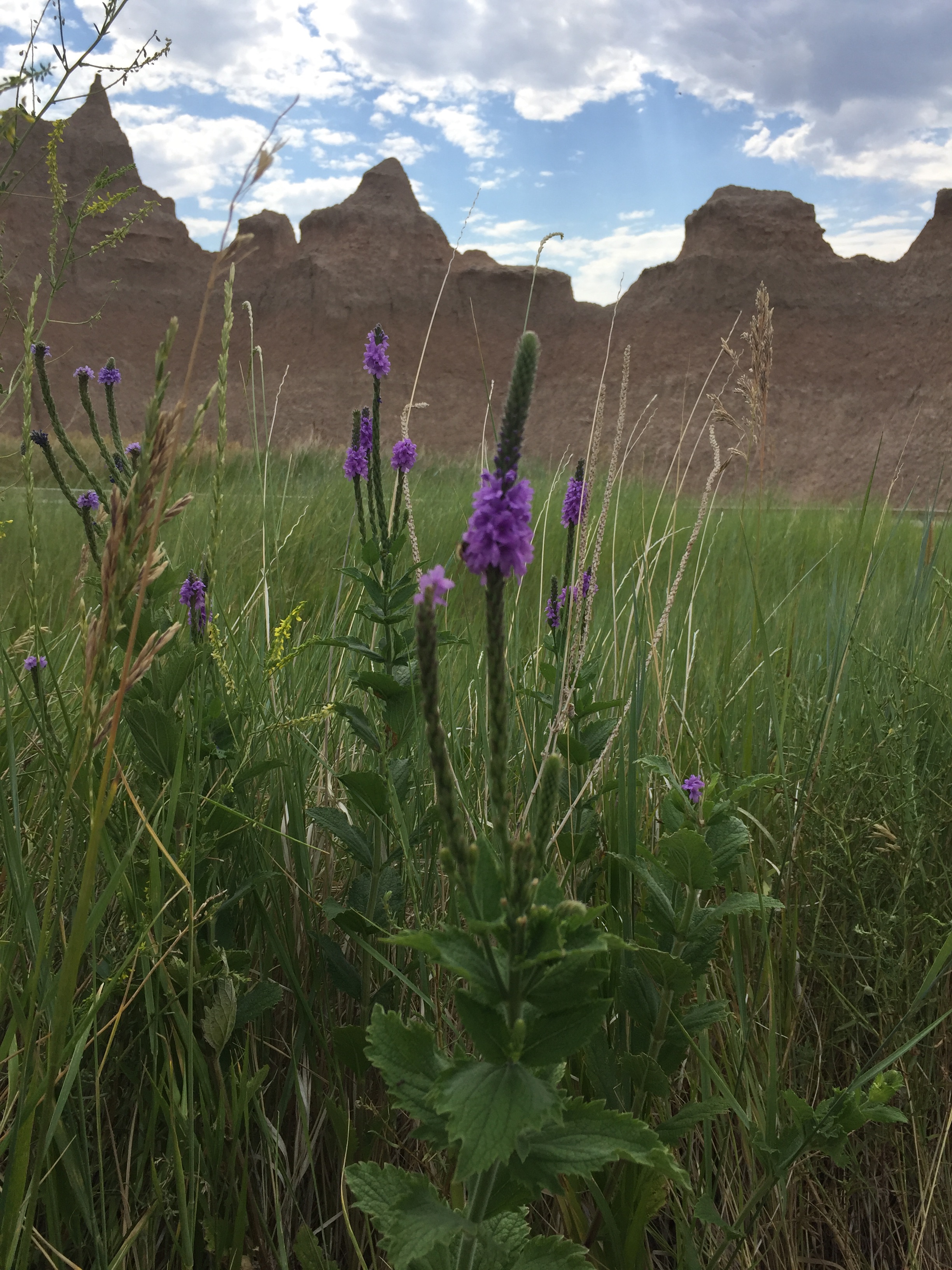  Wild flowers in the Badlands of South Dakota 