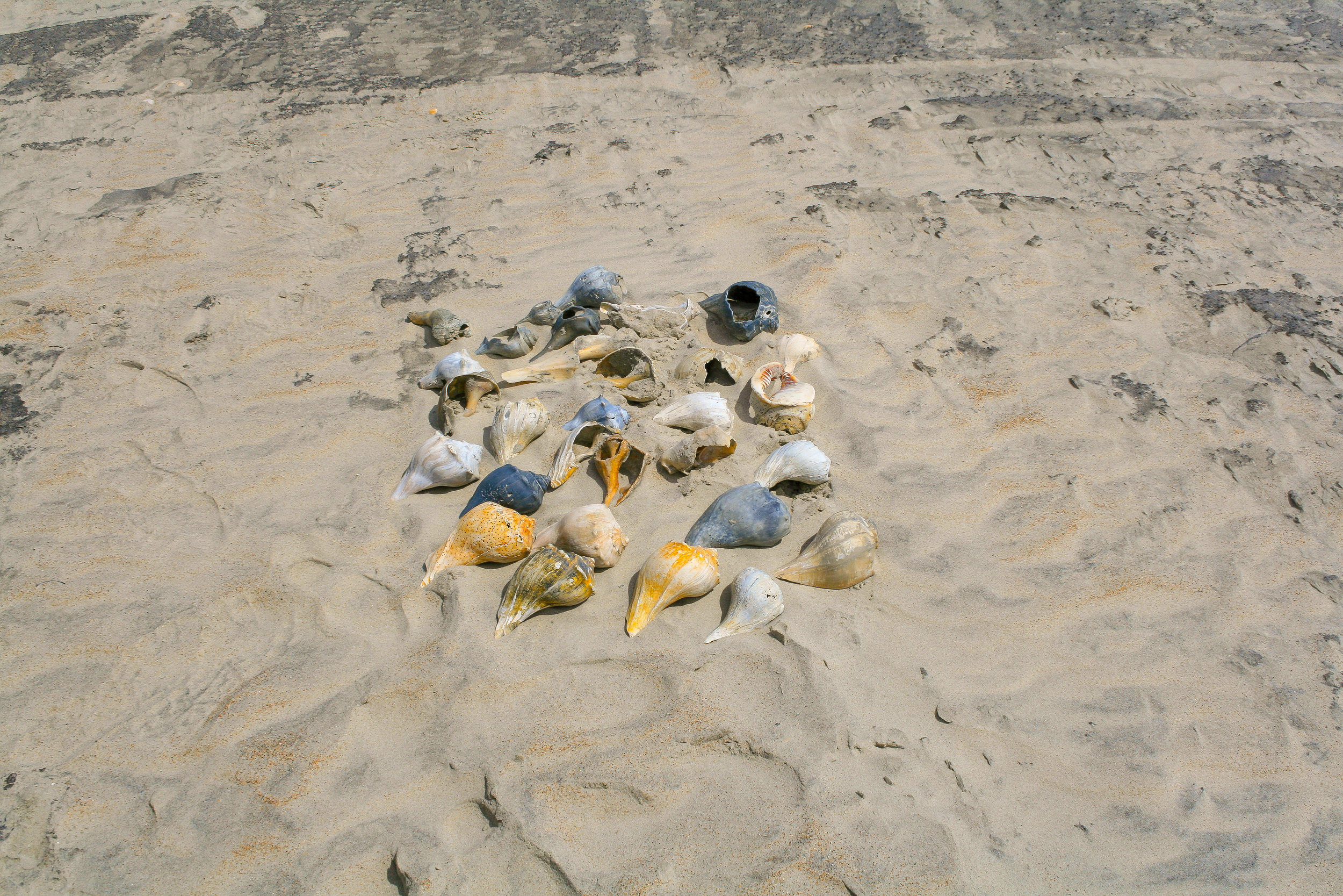  Shells are always plentiful after high tide on South Core Island (Cape Lookout). 