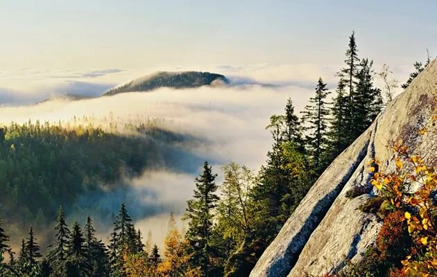 koli_usva.jpg