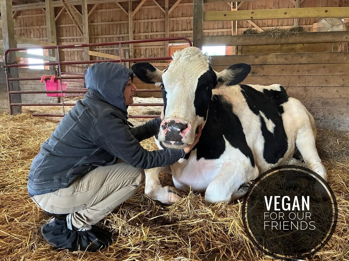 Cows are not for our profit, manipulation or for our advantage in any way other than connection. If you haven’t had the honor and privilege of be friending one of these majestic beings I highly recommend visiting your local animal sanctuary as