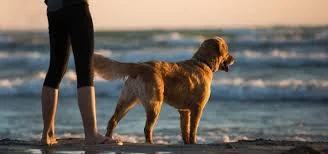 Australian Company Set to Begin MMJ for Dogs Study