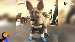 Puppy with Swimmer Syndrome Teaches Herself to Run