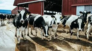 Pa. Dairy Farmers Strive to End Statewide Hunger