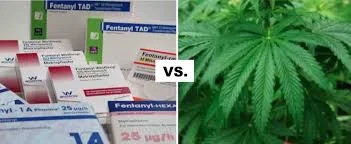 Study to Test Cannabis in Head-to-Head Trial with Fentanyl to Find Alternative for Severe Pain