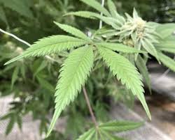 Oklahoma Voters Just Approved One of the Most Progressive Medical Marijuana Bills in the Country
