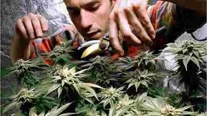 Recreational Marijuana Now Legal In Vermont