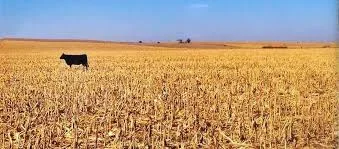 Farmers Stay Silent During Auction So Young Man Can Win the Bid on His Long-Lost Family Farm