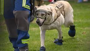 Frida the Hero Dog Gets Her Own Statue For Saving People in Wake of Mexico Earthquake