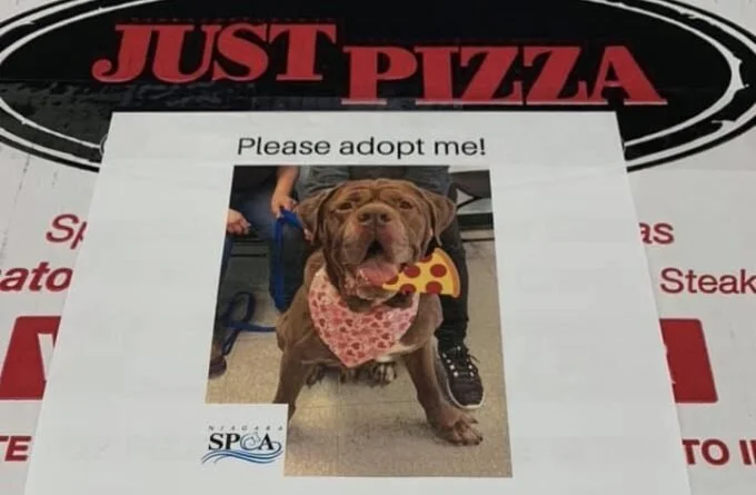 Local Pizzeria Puts Shelter Dogs on Pizza Boxes to Help Them Get Adopted