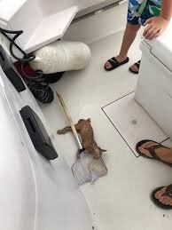 Fishing Crew Saves a Tiny Cat Stuck in Open Ocean as They Nab a Surprising 'Catch of the Day'