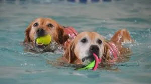 Senior Dogs Live Out Their Golden Years at This Dog Retirement Center