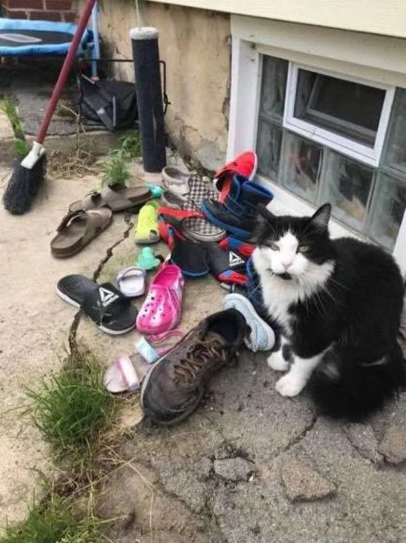 Woman Discovers Her Cat's Been "Stealing" The Entire Neighborhood's Shoes