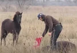 Chained Wild Horse Gratefully Kisses Rescuer Who Frees Her