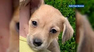 Sonoma County Woman's Quick Thinking Saves 5 Puppies During Devastating Wildfires