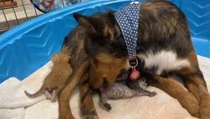 Rescue Dog Who Lost Her Puppies Adopts Trio of Orphaned Kittens