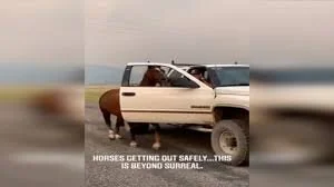 Video Shows Good Samaritan Guiding Horses to Safety as Bridger Foothills Fire Spread