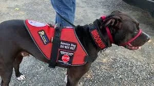 Animal Sanctuary Gives Service Dogs to People in Need for Free