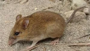 Volcano Mouse Once Thought Extinct is Actually 'Doing Great,' Research Finds