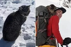 Cat Lost on Swiss Mountain Follows Hikers to 10,000-Foot-Tall Summit for Company and Comfort