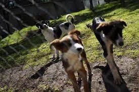 Street Dogs Find Homes, Vocations After Being Rescued by Mexican Army
