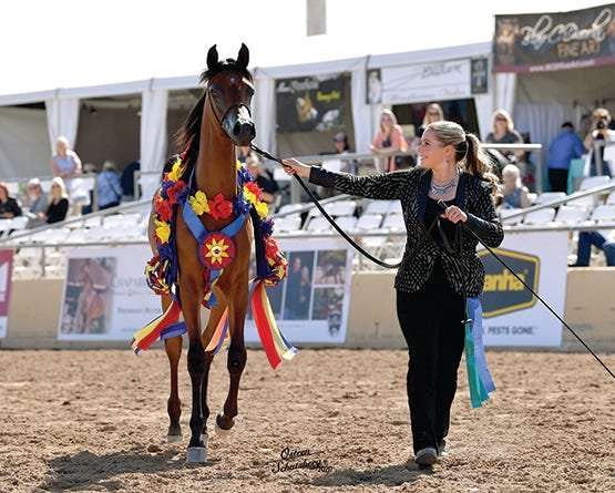 Magnificent, Beautiful Arabian Horses to Take the Stage in Scottsdale