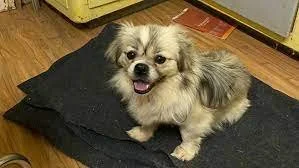Tibetan Spaniel Dog Returned to Owner After Fleeing Barrier Highway Crash Near Broken Hill