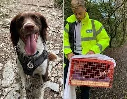 Dog Leads Family to Missing Cat That Fell Into 30-Metre Mineshaft