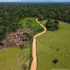 Amazon: Brazil Records Five-Year Low in Deforestation