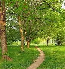 New Research Suggests Plants Might Be Able to Absorb More CO2 From Human Activities Than Previously Expected