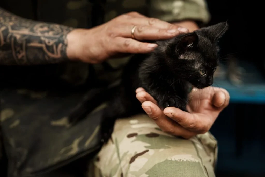 Animal Nonprofit Reuniting Soldier With Cat From Overseas