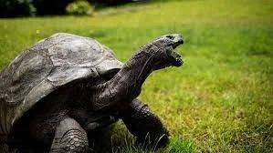 Jonathan the Tortoise: World’s Oldest Living Land Animal Celebrates 191st Birthday 