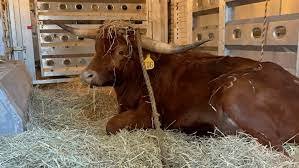 Longhorn Running Loose on NJ Tracks Finds Home at Sanctuary After Escaping Slaughterhouse