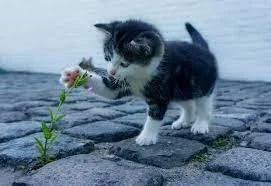 TIME FOR KINDNESS: What are Your Glimmers?