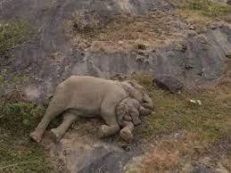 Elephant Calf Separated From Herd in India is Reunited With Mother