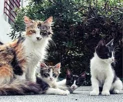 Inmates in One of Chile's Oldest Prisons Find Solace in the Company of Stray Cats Living With Them