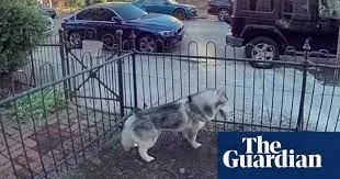  ‘Good Boy’: Dog Saves Philadelphia Neighborhood From Potentially Explosive Gas Leak