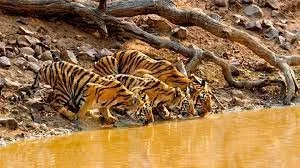 $35M Gift to Advance Science-Based Solutions for Wildlife Health