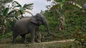 Bangladesh's Critically Endangered Asian Elephants Get Court Protection