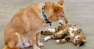 Shelter Cat Guides Blind Brother Through Life, ‘Found Home’ Within One Another