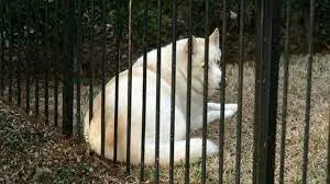 How One Dog and Her New Owner Brought Kindness into the Lives of Many