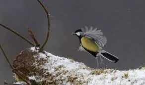 New Study Reveals Birds Convey Politeness Through Wing Gestures