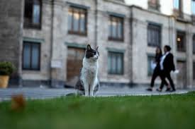 In Mexico, 19 Feral Cats Can Officially Roam the Presidential Palace Fur-Ever
